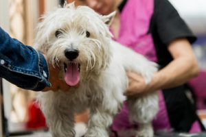 Hvilke vaccinationer skal min hund have