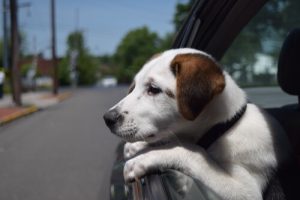 10 råd der kan hjælpe med at forhindre at din hund bliver stjålet