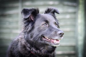 Hvordan beroliger man en hysterisk hund