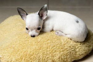 Hvorfor ryster chihuahuaer?