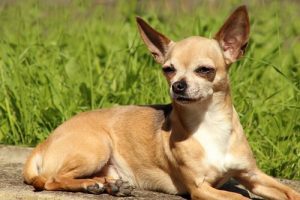 Alt du skal vide om chihuahuaer