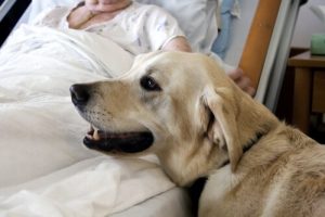 Hunde kan hjælpe diabetespatienter
