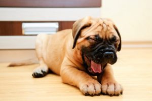 Hvorfor gaber hunde?