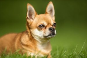 Derfor prutter din hund hele tiden