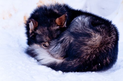 hund rullet sammen i frost