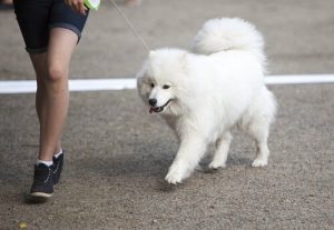 Hvilke farer kan der komme på gåturen?