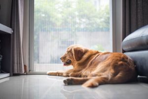 Undgå at din hund keder sig