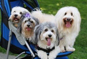 3 problemer ved at behandle din hund som et menneske
