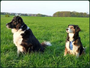 Hunde i naturen