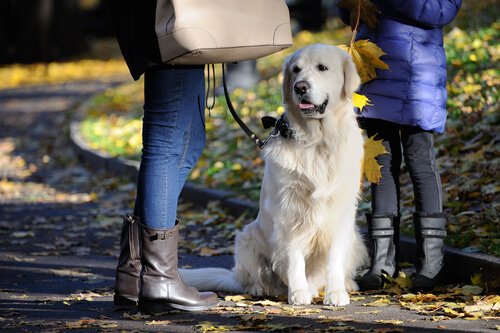 hvid hund venter på jorden