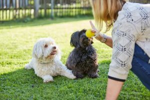 Hunde elsker dig mere hvis de kan forstå dig