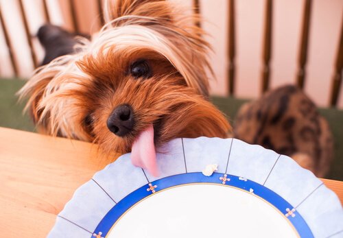 Hund slikker tallerken.