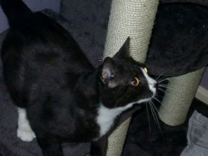 En kat forsvinder i London og dukker op i Paris 8 år senere