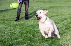 Hvorfor hunde er menneskets bedste ven