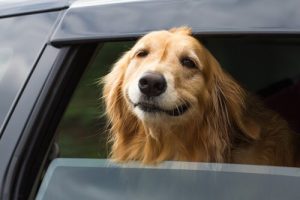 Undgå at din hund bliver køresyg
