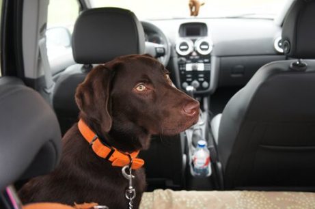 Hund i bilen.