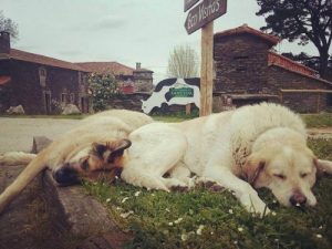 Mejeri fører an i kampagne, der giver hunde et nyt hjem