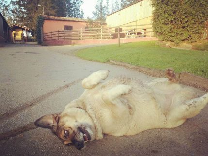 Hund ruller sig.