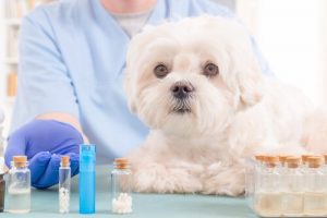 5 naturlige olier til din hunds førstehjælpskasse