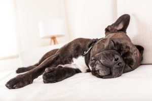 9 grunde til hunde kaster op