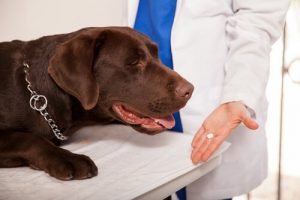 Ormekure til hunde