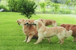 Hvorfor snuser hunde hinanden bagi?