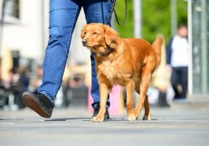 Sådan undgår du din hund brænder poterne