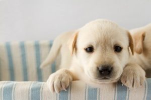 Hvorfor er din hunds prægning så vigtig?