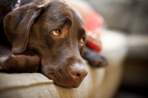 Det gjorde en hund for at få sin ejer tilbage