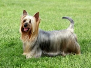 Små hunde med en stor personlighed