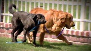 Den søde historie om en blind hund, der blev reddet af sin førerhund