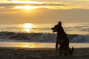 Skal jeg få en ny hund, hvis den gamle er død?