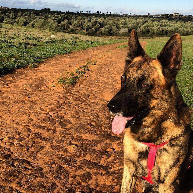 Ny hund efter den gamle