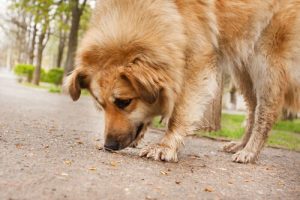 Sådan forhindrer du hunden i at spise ting fra jorden