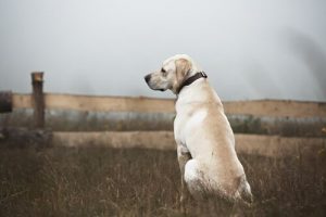 Hvad skal du gøre med omstrejfende hunde?