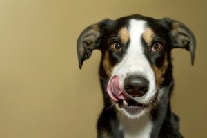Lad ikke din hund blive alt for sulten!