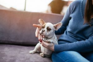 Vidste du at din hund gør dig sundere?