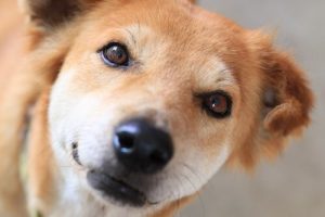 Sådan holder du din hunds tårekanaler rene