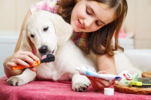 Periodontal sygdom hos hunde
