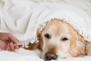 Sådan bruger du et termometer på din hund