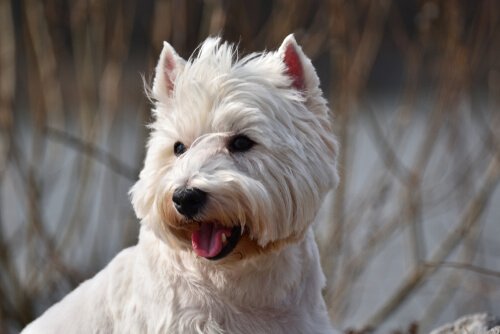 terrier hund
