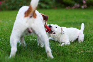 5 ting du kan gøre for at gøre din hund glad