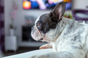 Mød hunden som elsker skrækfilm
