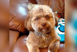 Mød Yogi, hunden med et menneskeligt ansigt