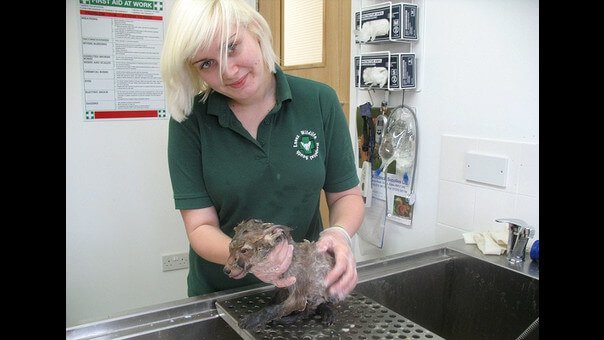 ræveunge på vasken