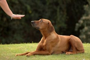 Få din hund til at komme hver gang du kalder