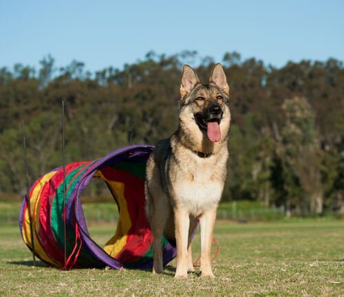 schæfer på agility bane