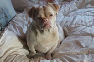 Hunden som blev afvist fordi den havde et gnavent fjæs