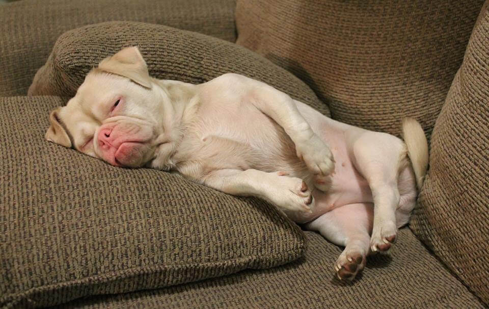 Cornelius hviler sig