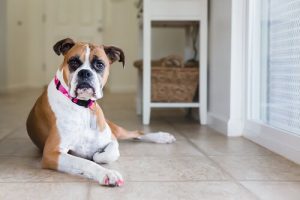 Tips til hunhunde i løbetid